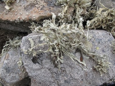 [Ramalina tingitana]